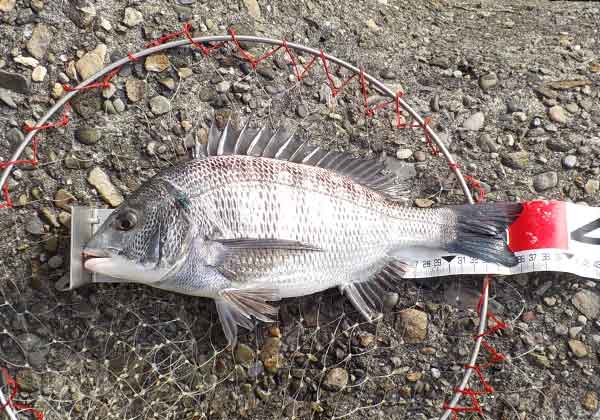36cmのチヌ