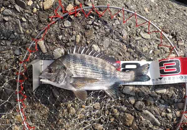 27cmのチヌ