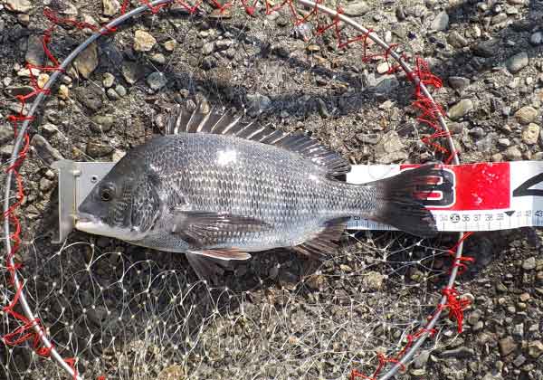 33cmのチヌレ
