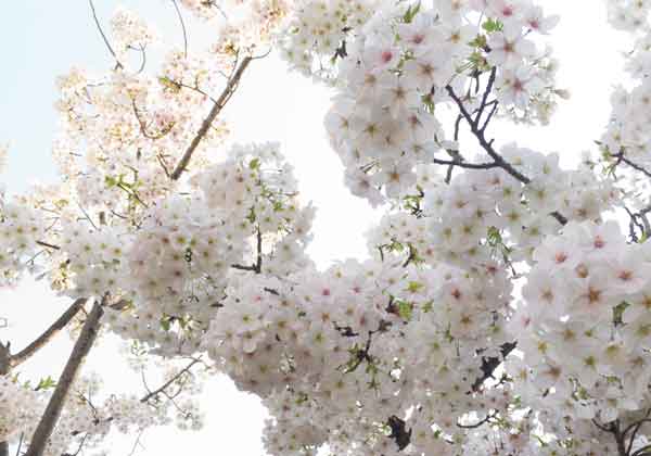 加茂公園の桜