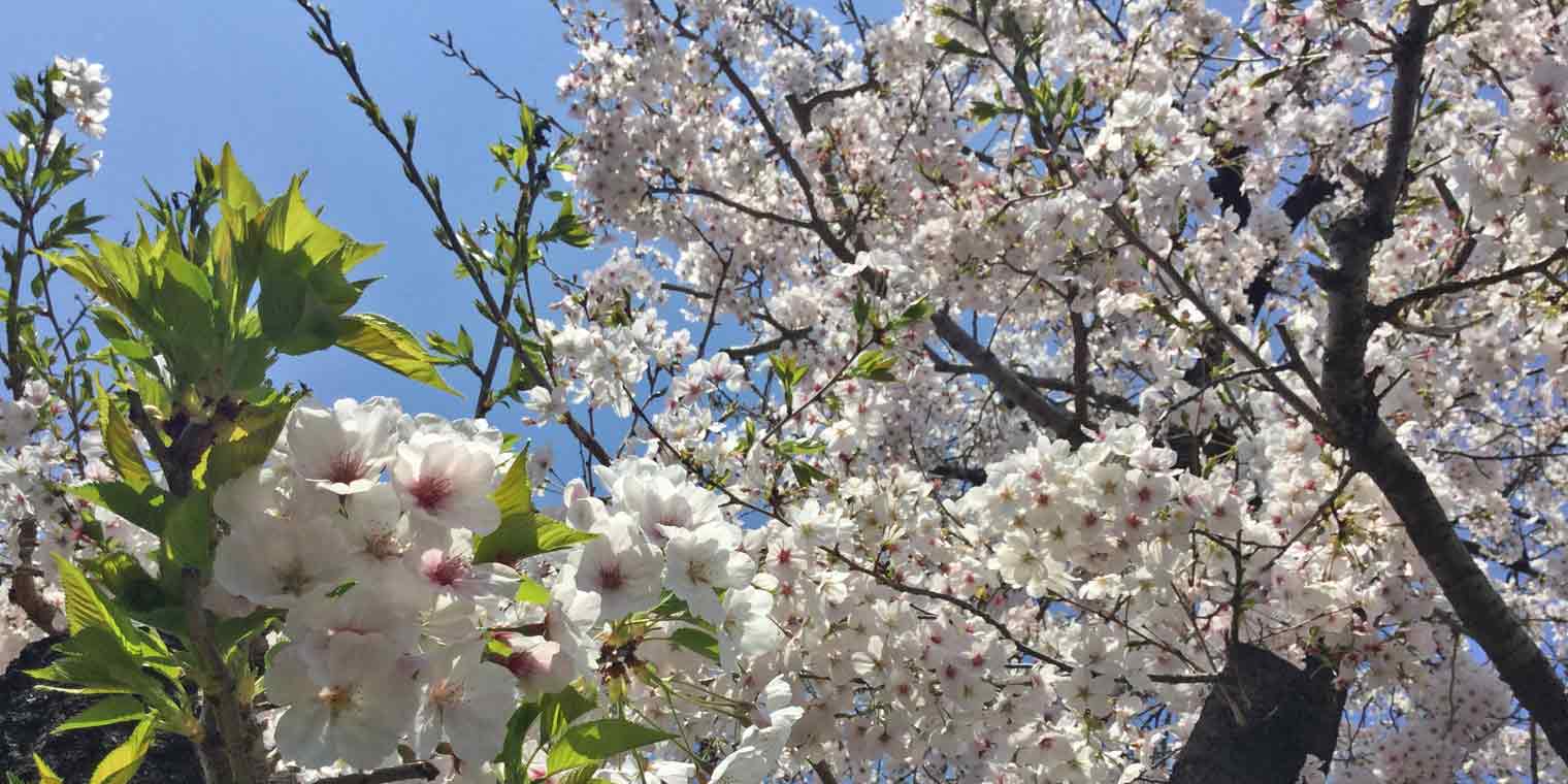 近所の桜