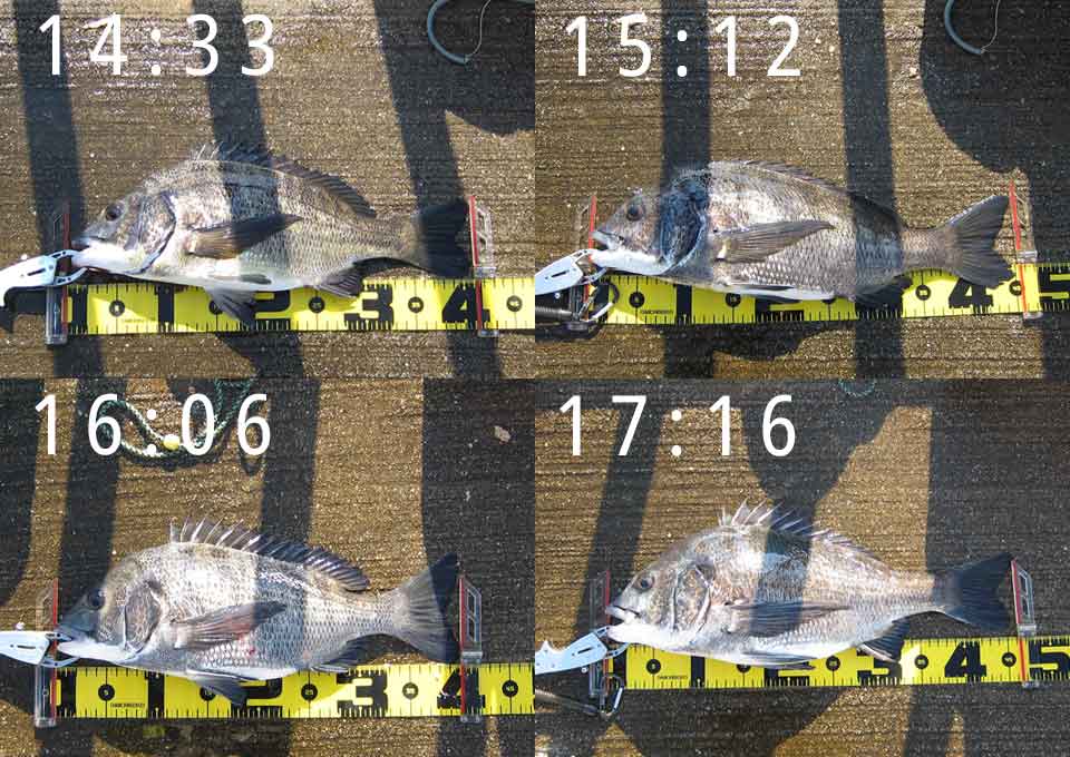 41cmのチヌ、45cmのチヌ、40cmのチヌ、46cmのチヌ