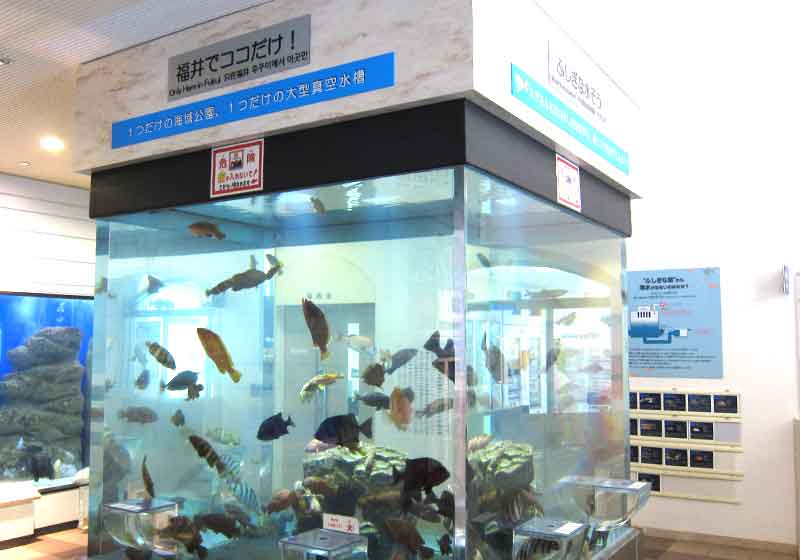 福井県海浜自然センター