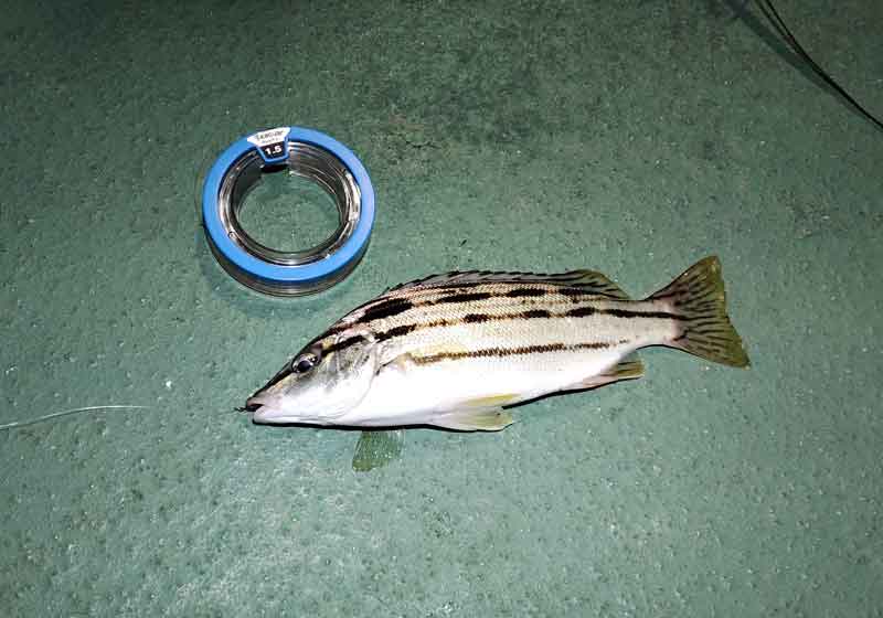 シマイサキはグーグー鳴く